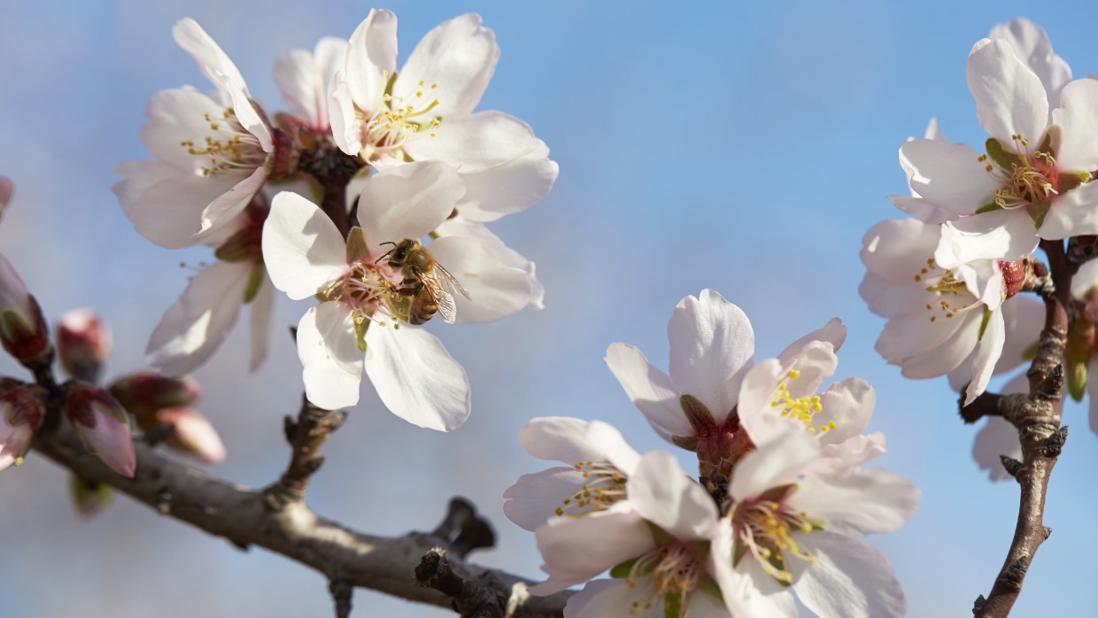 Almonds