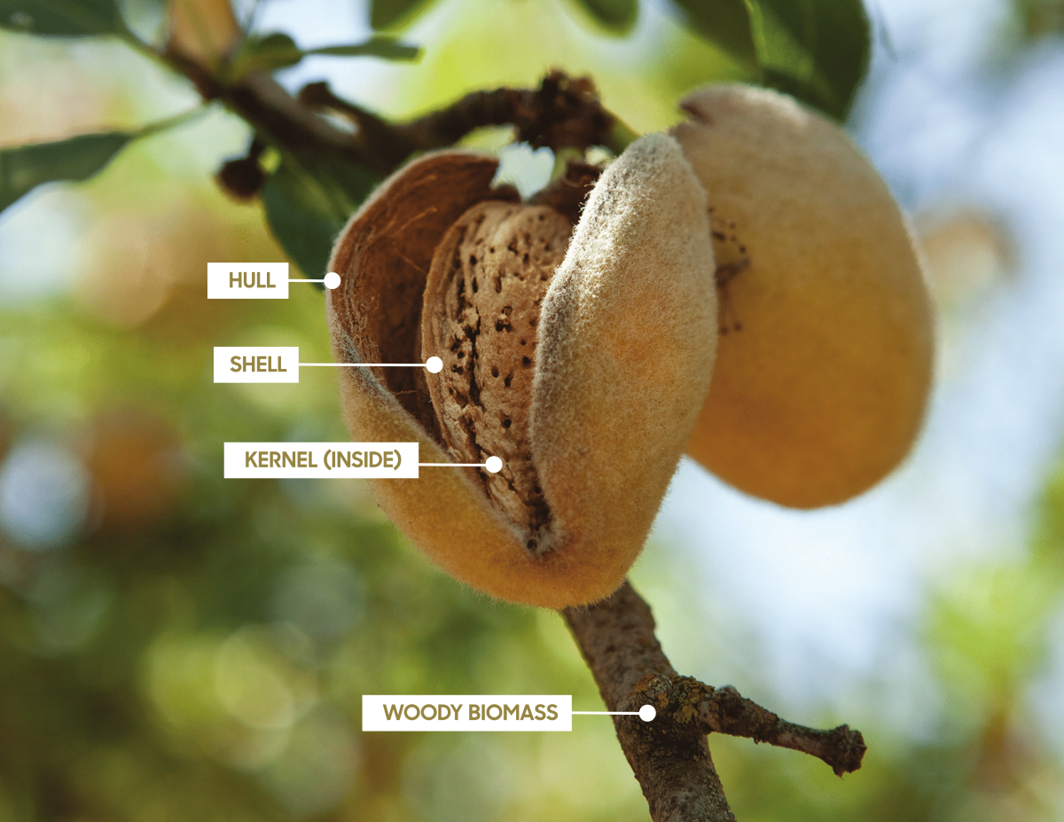 Almonds