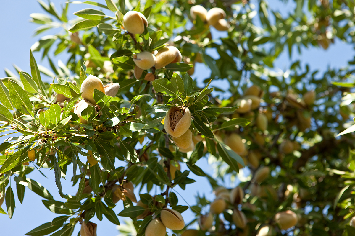 Almonds